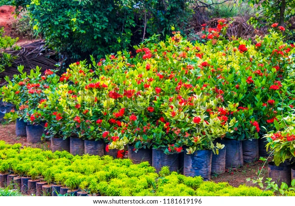 Potted flowering plant décor